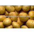 China fresh potato